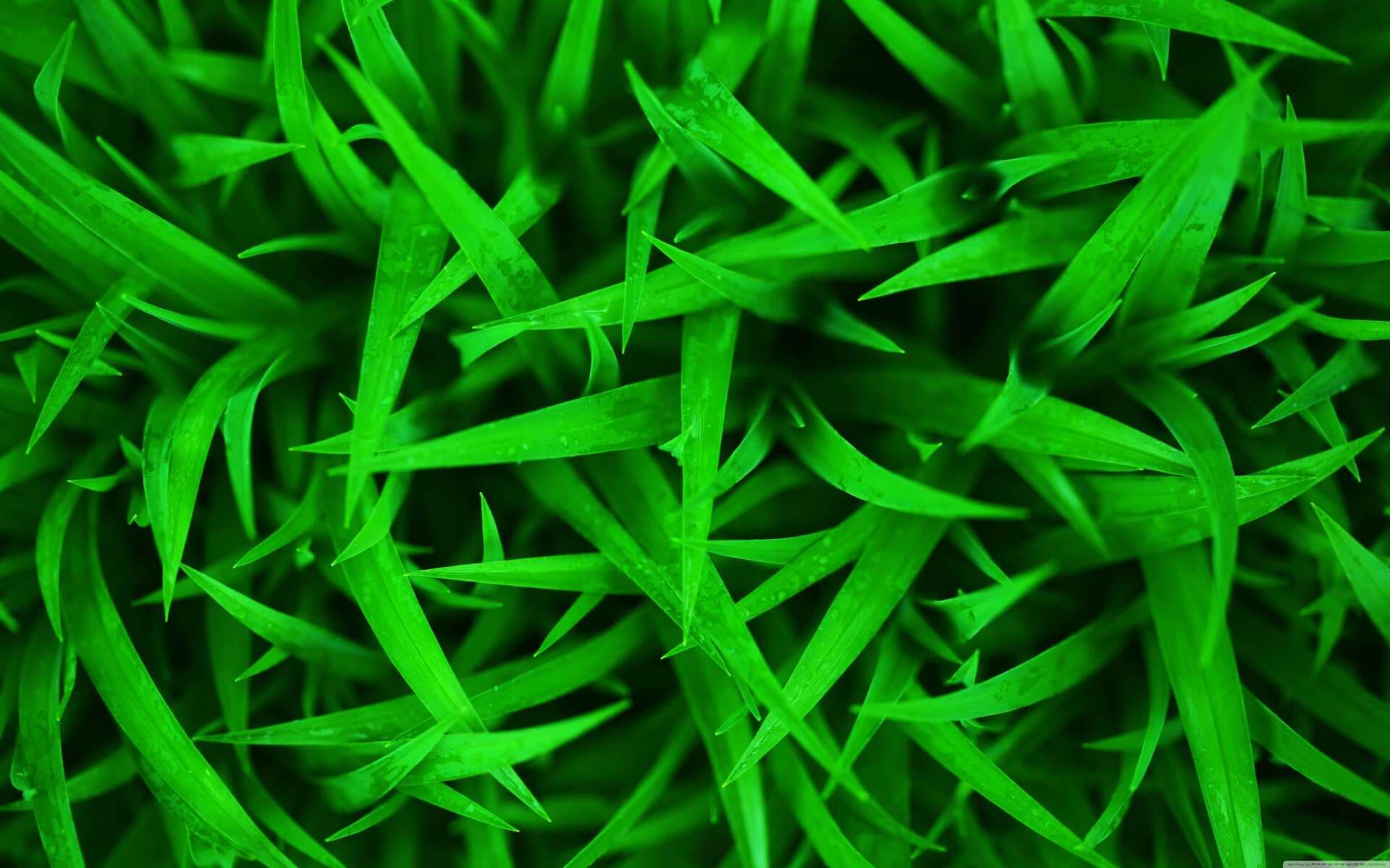 Footer Background